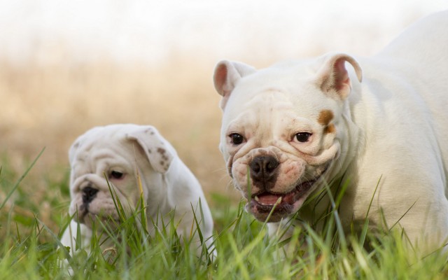 Dogs. Desktop wallpaper