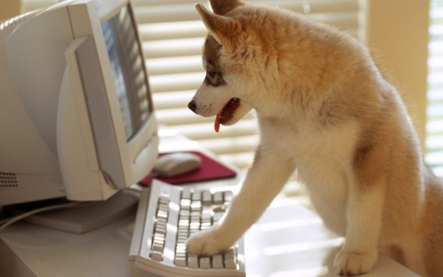 Dogs. Desktop wallpaper