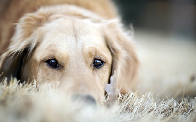Dogs. Desktop wallpaper