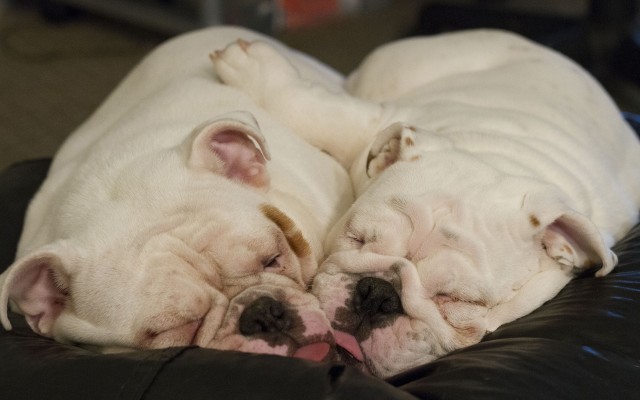 Dogs. Desktop wallpaper