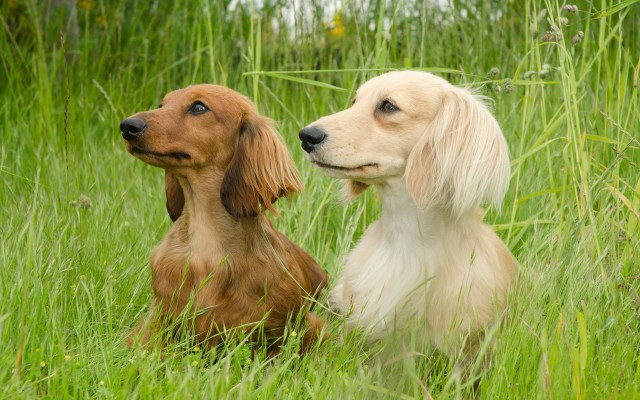 Dogs. Desktop wallpaper