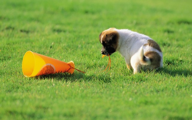 Dogs. Desktop wallpaper