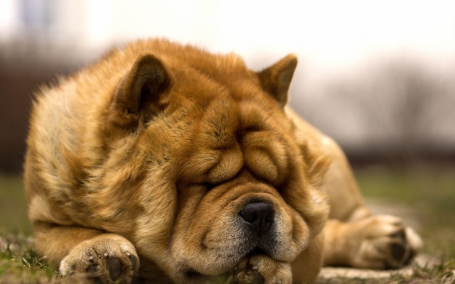 Dogs. Desktop wallpaper