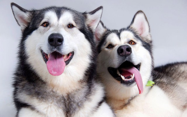 Dogs. Desktop wallpaper