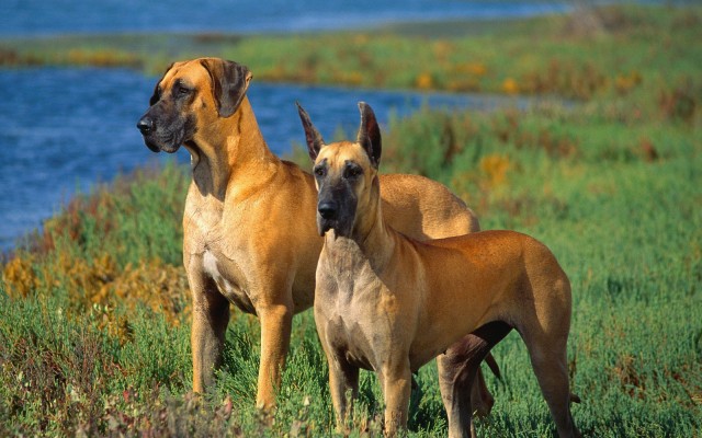 Dogs. Desktop wallpaper