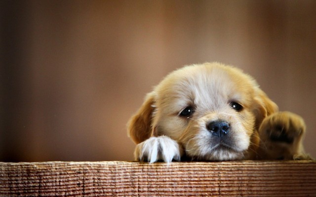 Dogs. Desktop wallpaper