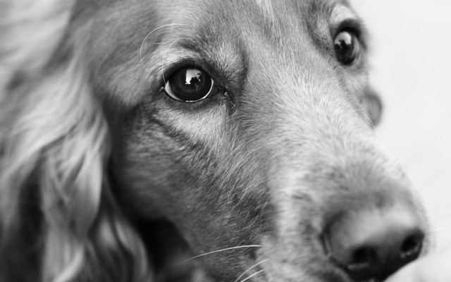 Dogs. Desktop wallpaper