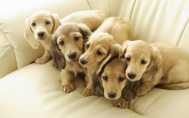 Dogs. Desktop wallpaper