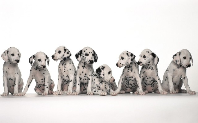 Dogs. Desktop wallpaper