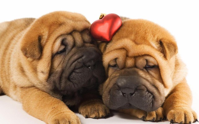 Dogs. Desktop wallpaper