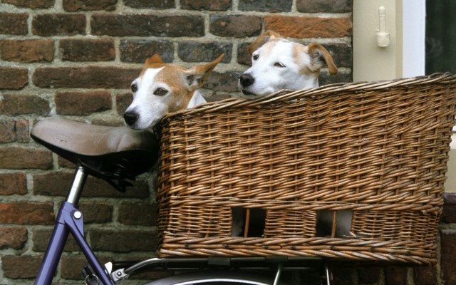 Dogs. Desktop wallpaper