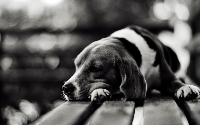 Dogs. Desktop wallpaper