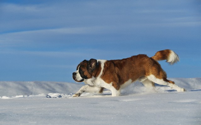 Dogs. Desktop wallpaper