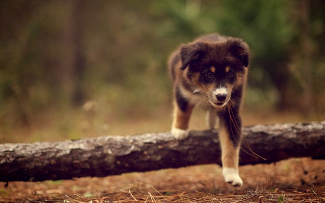 Dogs. Desktop wallpaper