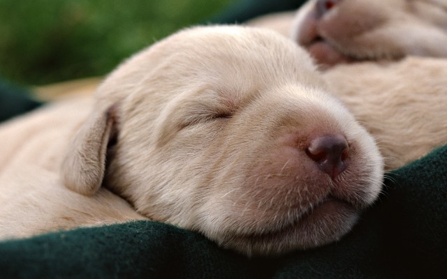 Dogs. Desktop wallpaper