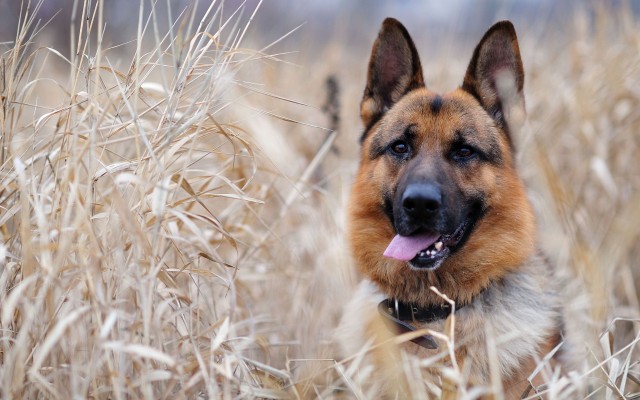 Dogs. Desktop wallpaper