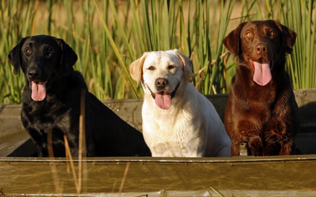 Dogs. Desktop wallpaper