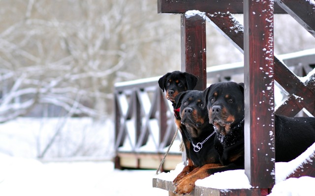Dogs. Desktop wallpaper