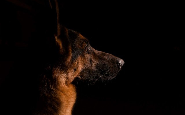 Dogs. Desktop wallpaper