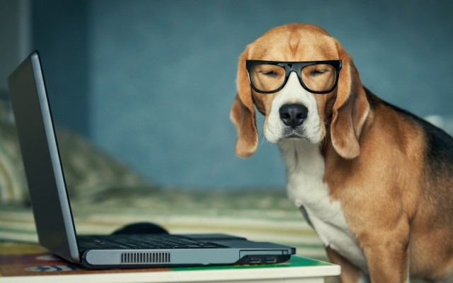 Dogs. Desktop wallpaper