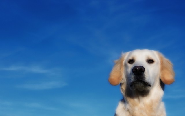 Dogs. Desktop wallpaper