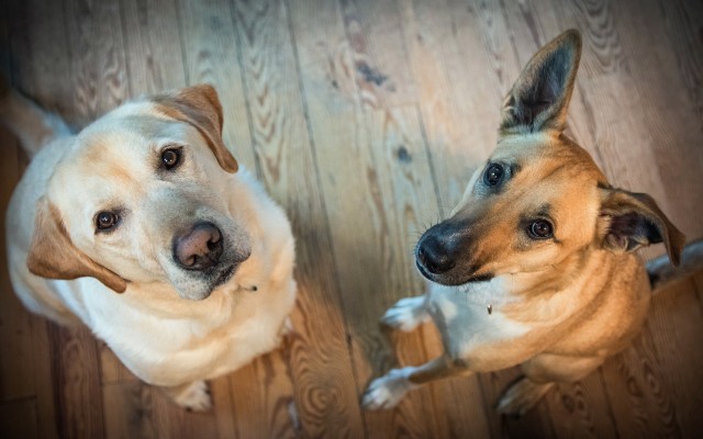 Dogs. Desktop wallpaper