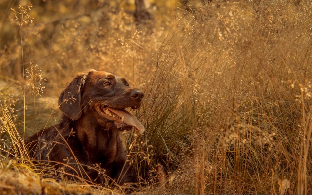 Dogs. Desktop wallpaper