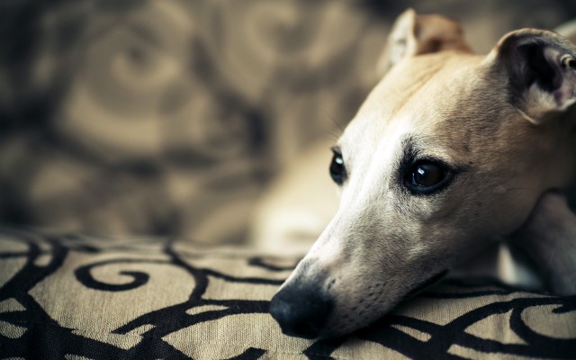Dogs. Desktop wallpaper