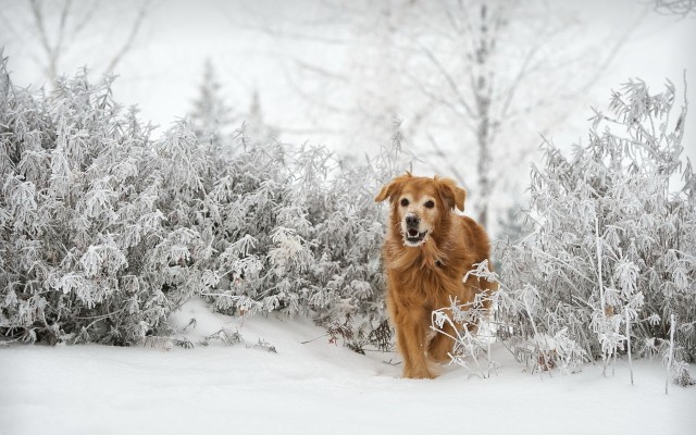 Dogs. Desktop wallpaper