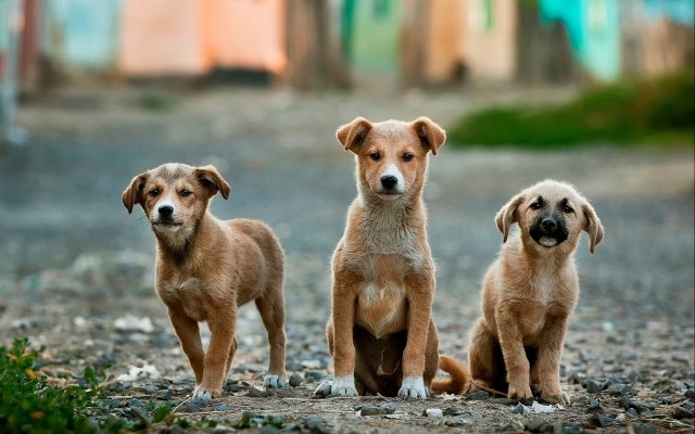 Dogs. Desktop wallpaper