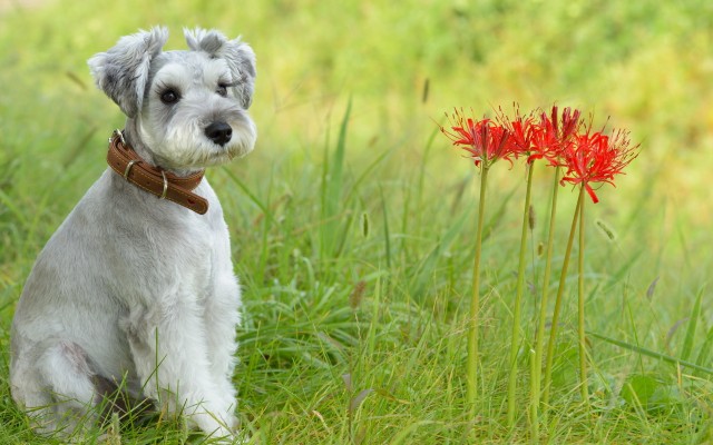 Dogs. Desktop wallpaper