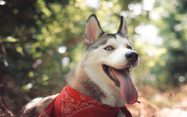 Dogs. Desktop wallpaper