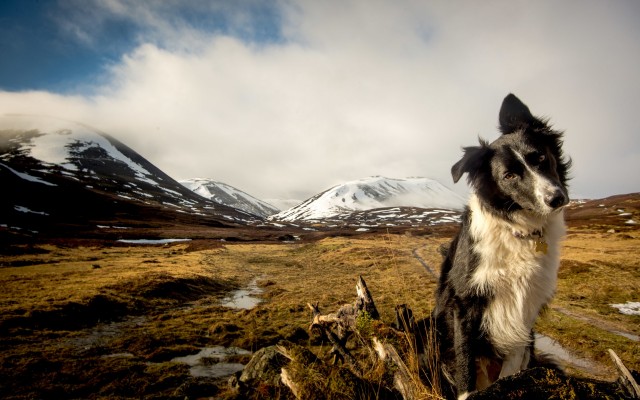Dogs. Desktop wallpaper