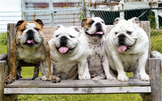 Dogs. Desktop wallpaper