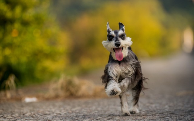 Dogs. Desktop wallpaper