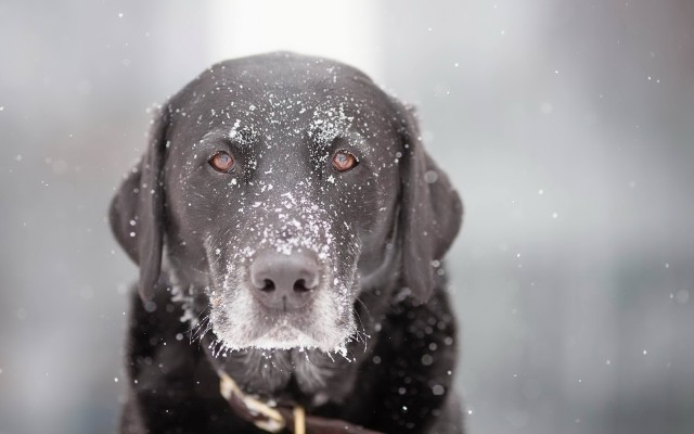 Dogs. Desktop wallpaper