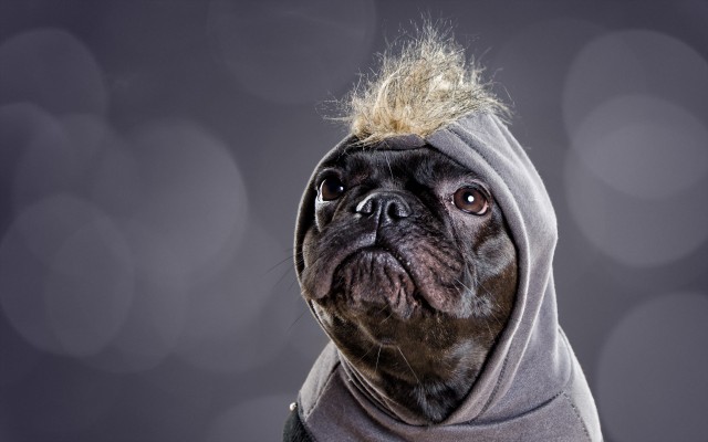 Dogs. Desktop wallpaper