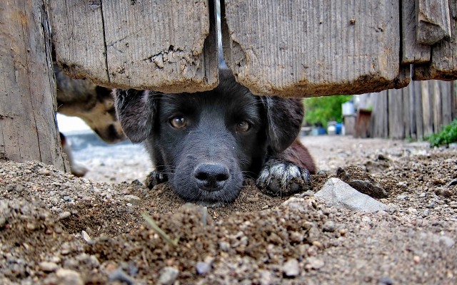 Dogs. Desktop wallpaper