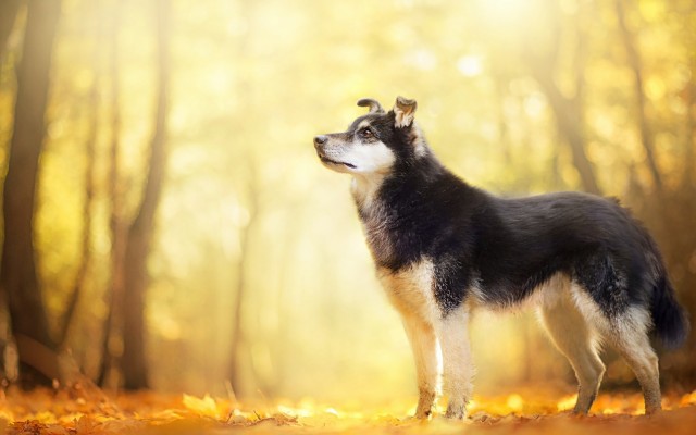 Dogs. Desktop wallpaper