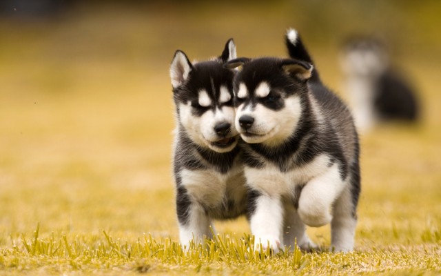 Dogs. Desktop wallpaper