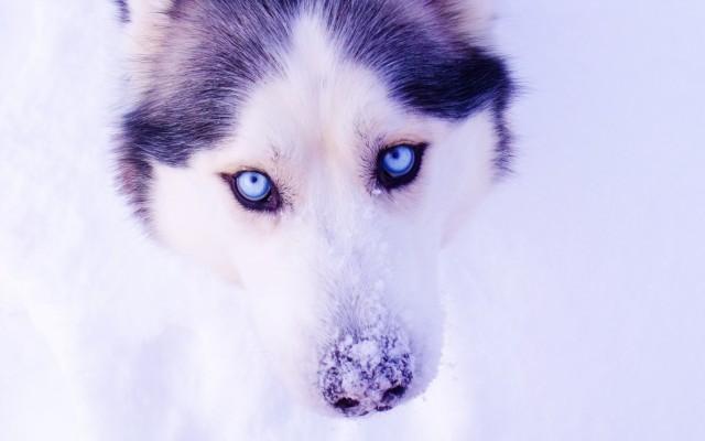 Dogs. Desktop wallpaper