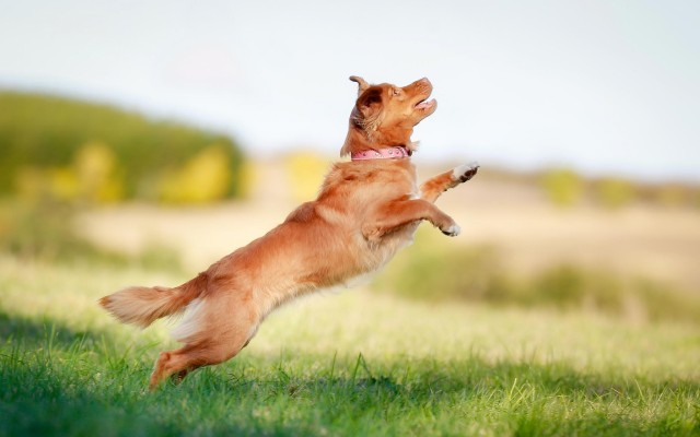 Dogs. Desktop wallpaper