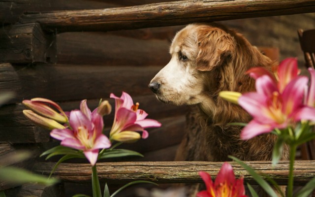 Dogs. Desktop wallpaper