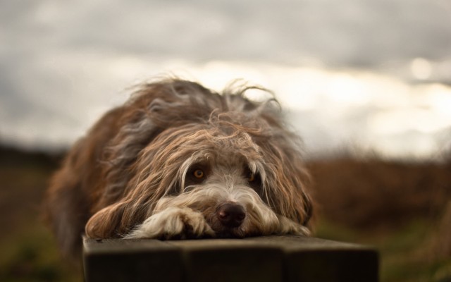 Dogs. Desktop wallpaper