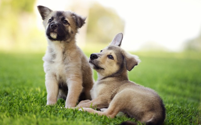 Dogs. Desktop wallpaper