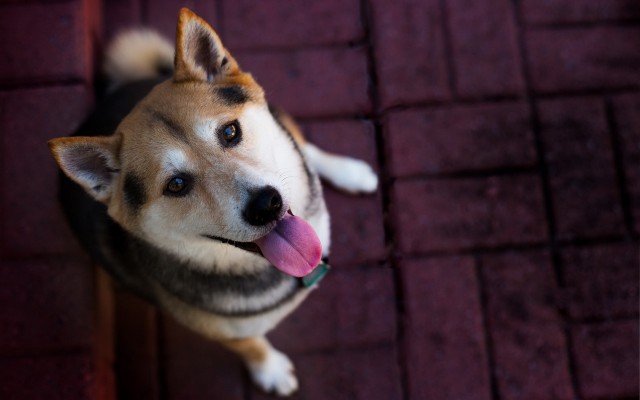 Dogs. Desktop wallpaper