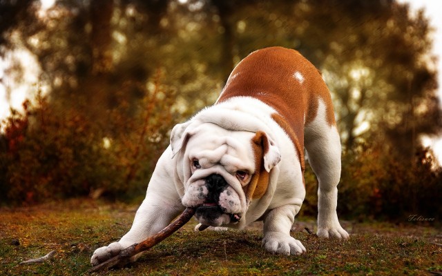Dogs. Desktop wallpaper