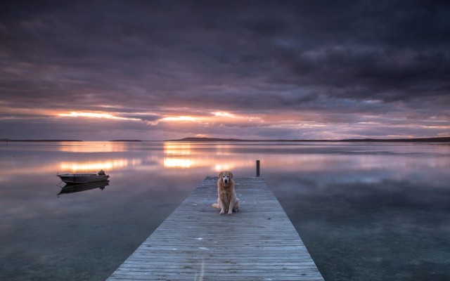 Dogs. Desktop wallpaper
