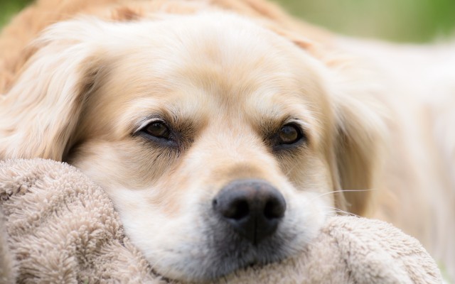 Dogs. Desktop wallpaper
