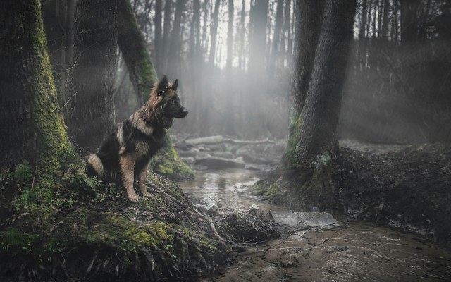 Dogs. Desktop wallpaper